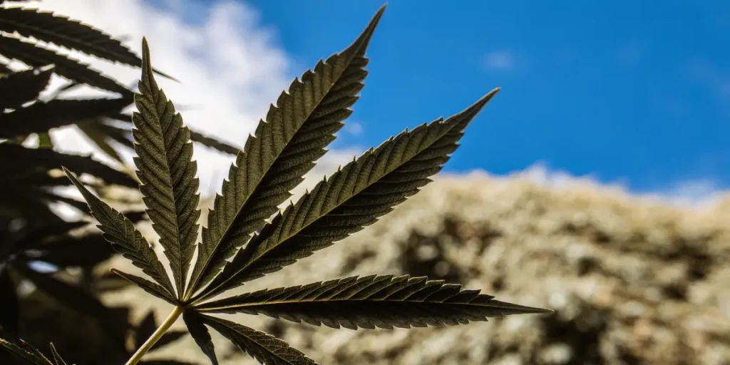 Close-up macro shot of a dark green cannabis leaf backlit by a blue sky with white clouds and a blurred light-colored hill in the background.