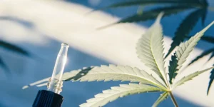 Macro photograph of a cannabis leaf with a dropper dispensing liquid onto the stem, with a blue background.