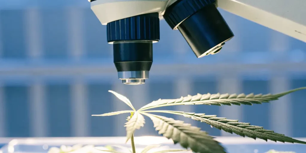 Close-up of a cannabis leaf with prominent serrated edges, positioned under the lens of a microscope in a bright laboratory.