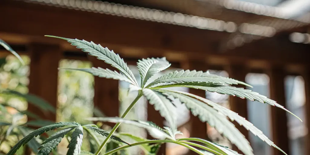 Macro shot of a cannabis leaf with prominent serrated edges, backlit by sunlight, with a blurred wooden and window background.