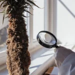Close-up hyper-realistic cannabis plant with visible leaves and buds, showcasing vivid green and purple hues.