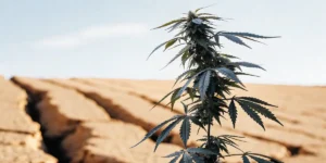 Close-up of a dark green cannabis plant with dense buds in an arid, cracked field under a bright sky.
