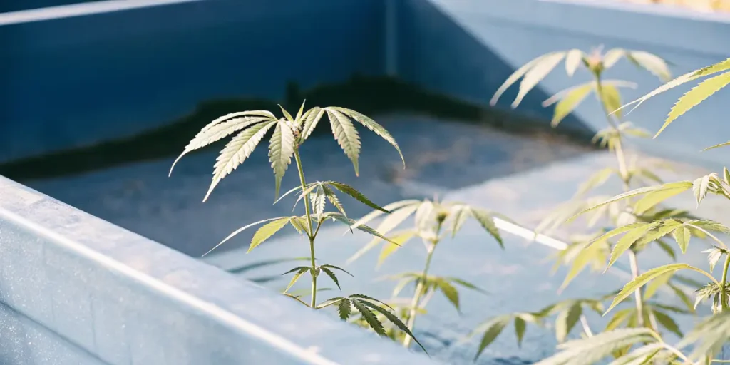 Close-up of a young cannabis plant with light green leaves in a large blue planter, outdoors.