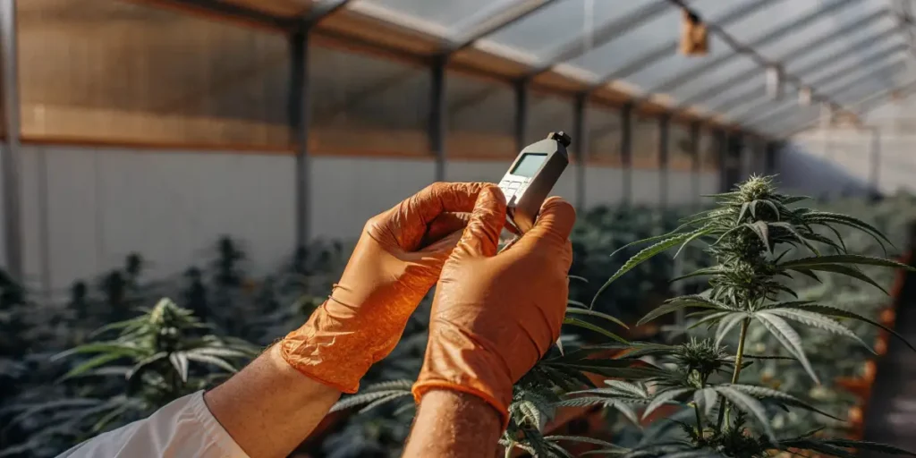 Gloved hands holding a measuring device near a cannabis plant in a greenhouse setting.