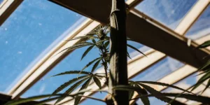 Close-up of a cannabis plant stem with small leaves, backlit by a clear blue sky through a greenhouse roof.