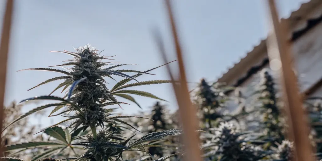 Close-up of a cannabis plant with prominent buds, backlit by a hazy sun against a clear blue sky, with a building in the background.