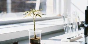 Close-up of a young cannabis plant in a clear container on a lab bench, with test tubes and bright light from a window in the background.