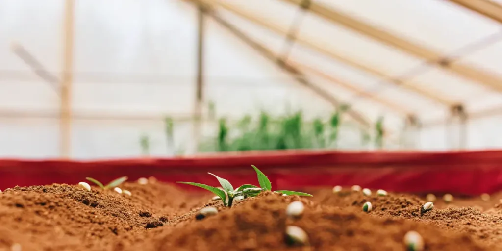 Close-up of premium cannabis seeds nestled in reddish-brown soil with a young sprout, in a greenhouse with a red bed frame.