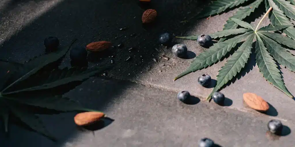 Close-up of dark green cannabis leaves with almonds and blueberries on a grey, reflective surface, with sunbeams.