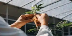 Cannabis breeder's hands gently holding a small plant in a greenhouse.