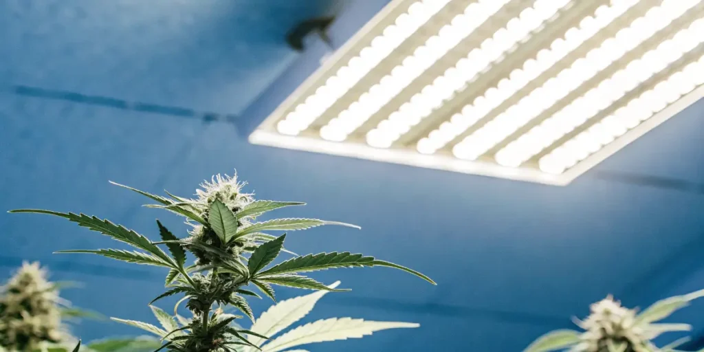 Close-up of glistening cannabis bud trichomes under LED grow lights.