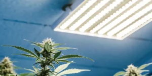 Close-up of glistening cannabis bud trichomes under LED grow lights.