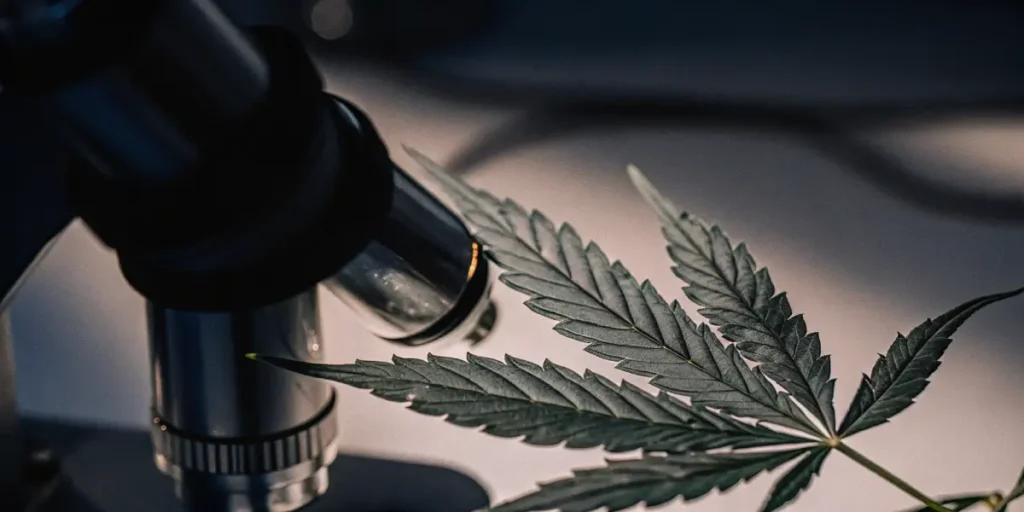 Macro shot of a cannabis leaf under a microscope lens in a lab.