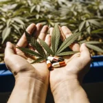 Hands holding a cannabis leaf and pills above a plant.