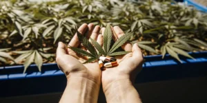 Hands holding a cannabis leaf and pills above a plant.