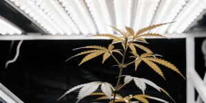 Cannabis plant with yellow-green leaves under bright lab lights.