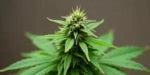 A Cement Shoe x Rainbow Regular cannabis bud during flowering.