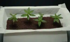 Early seedlings of Chocolate Mint Regular sprouting in fabric pot system.