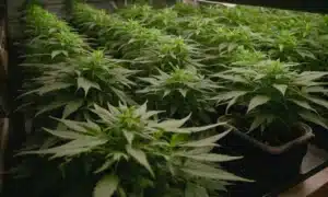 Grow Cinderella 99 x Taskenti in indoor vegetative stage.