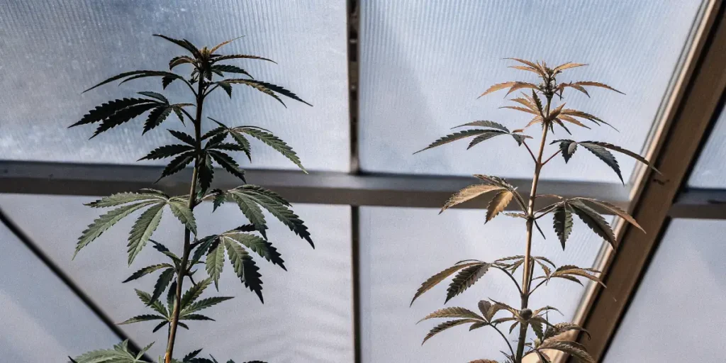 Side-by-side comparison of two cannabis plants, one green and one yellowish, under a greenhouse roof.