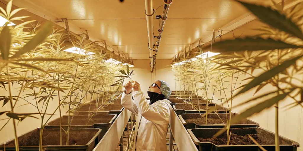 Overhead shot of a cultivator in a lab coat and hairnet inspecting a cannabis leaf in a grow room, with rows of golden-hued plants under warm lights.
