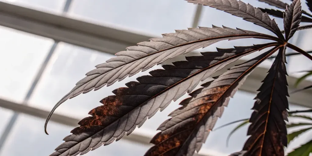 Close-up of a dark cannabis plant leaf, with visible brown spots and veins, set against a blurred background.