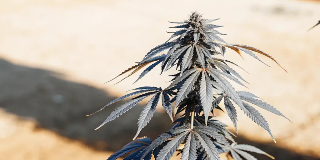 Overhead view of a cannabis plant with prominent buds and dark leaves, against a blurred, light-colored background.