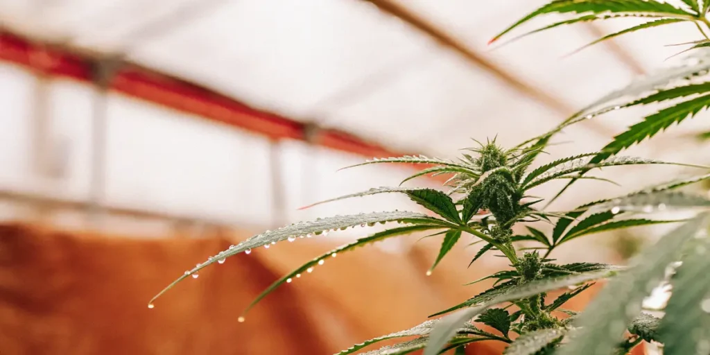 Close-up of a cannabis plant with glistening dewdrops on its leaves, in a lush greenhouse.