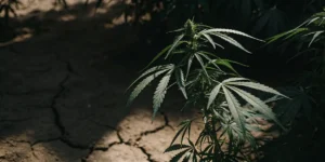 Close-up of a cannabis plant with dark green leaves and buds, growing on cracked, dry earth.