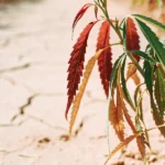 Close-up of a cannabis plant with reddish, wilting leaves on cracked, dry earth, showing drought.