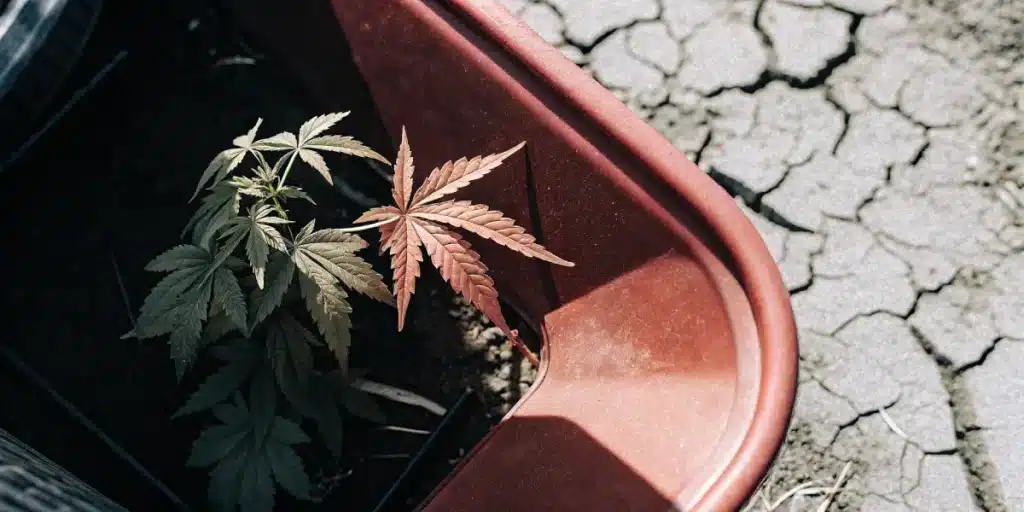 Overhead view of a cannabis plant in a red pot, with one reddish, wilting leaf, on cracked, dry earth, experiencing drought.