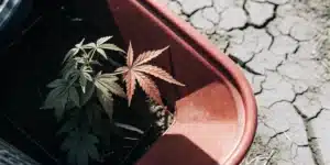 Overhead view of a cannabis plant in a red pot, with one reddish, wilting leaf, on cracked, dry earth, experiencing drought.