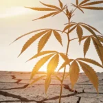 Thriving cannabis plant with golden leaves in dry, cracked earth under a bright sky at sunset.