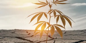 Thriving cannabis plant with golden leaves in dry, cracked earth under a bright sky at sunset.