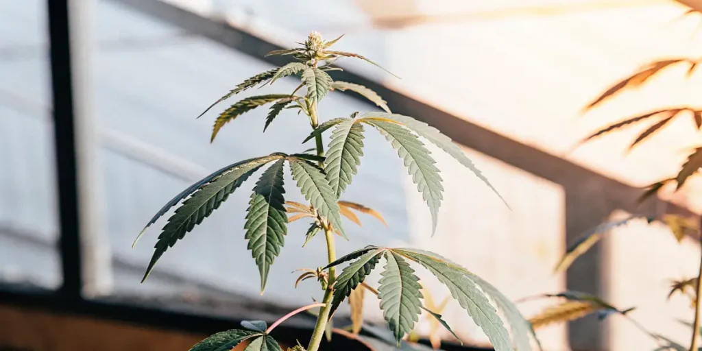 Close-up of a young cannabis plant in its early vegetative stage, with prominent leaves, illuminated by sunlight through a window.