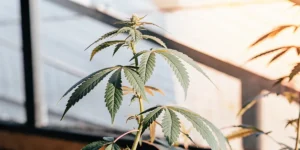 Close-up of a young cannabis plant in its early vegetative stage, with prominent leaves, illuminated by sunlight through a window.