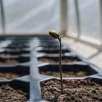 Close-up of a single feminized cannabis seedling sprouting in a black plastic tray in a sunlit greenhouse.