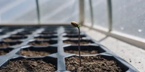Close-up of a single feminized cannabis seedling sprouting in a black plastic tray in a sunlit greenhouse.