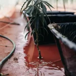 Close-up of a young cannabis plant in red-tinged floodwater between grow beds, with a hose.