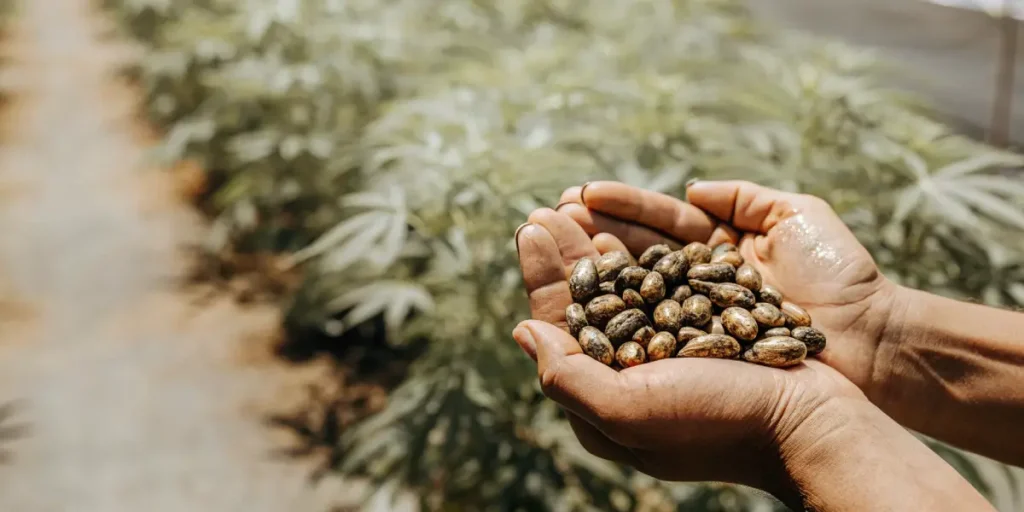 Close-up of a gardener's hands gently holding a pile of large seeds, with lush green plants blurred in the background.