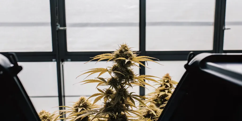 Close-up of a thriving cannabis plant with golden-hued leaves and buds under sunlit greenhouse panels.