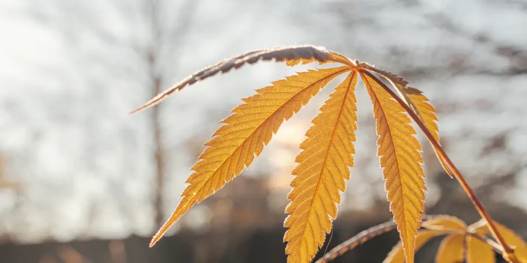 Macro photograph of a cannabis leaf with golden-hued leaves, beautifully backlit by a hazy sun in an outdoor setting.