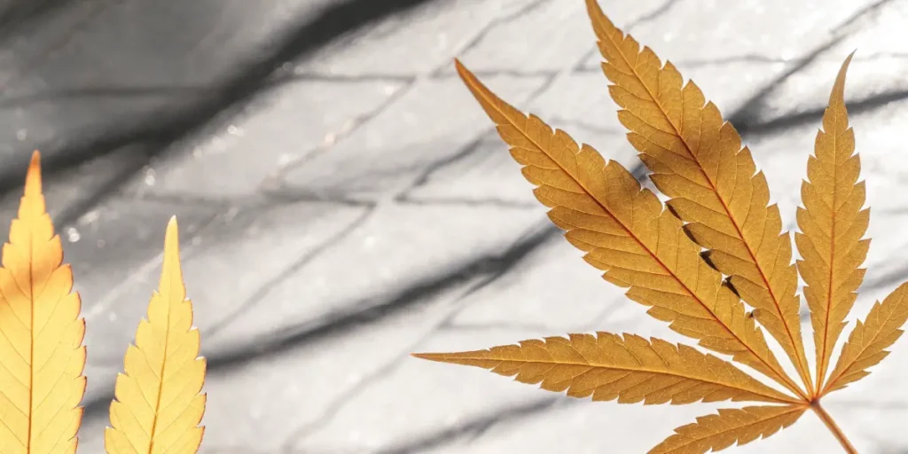 Close-up of vibrant golden-hued cannabis leaves on a marble-like surface, with visible veins.