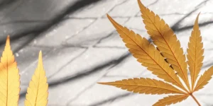Close-up of vibrant golden-hued cannabis leaves on a marble-like surface, with visible veins.