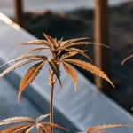Macro photograph of a cannabis plant with prominent golden-hued leaves, backlit by sunlight, with a greenhouse wall in the background.