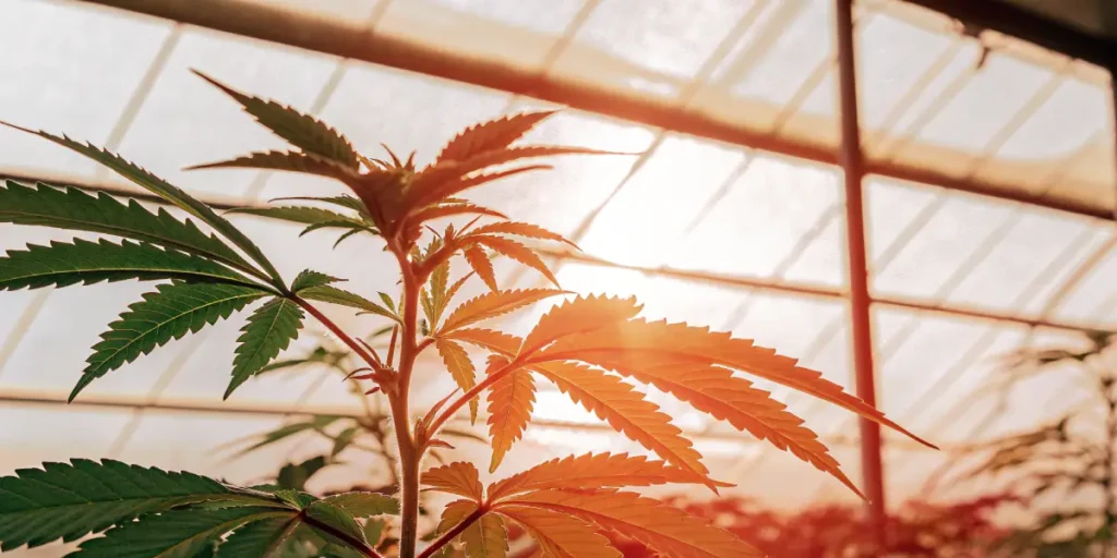 Close-up of a cannabis plant with leaves displaying a striking golden-orange hue, illuminated by intense light from a greenhouse roof.
