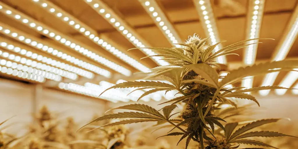 Cannabis plant in a grow room under glowing golden LED lights.