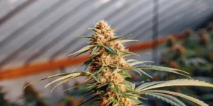 Close-up of a vibrant Green Crack cannabis bud with prominent orange pistils and green leaves, under natural light from a greenhouse.