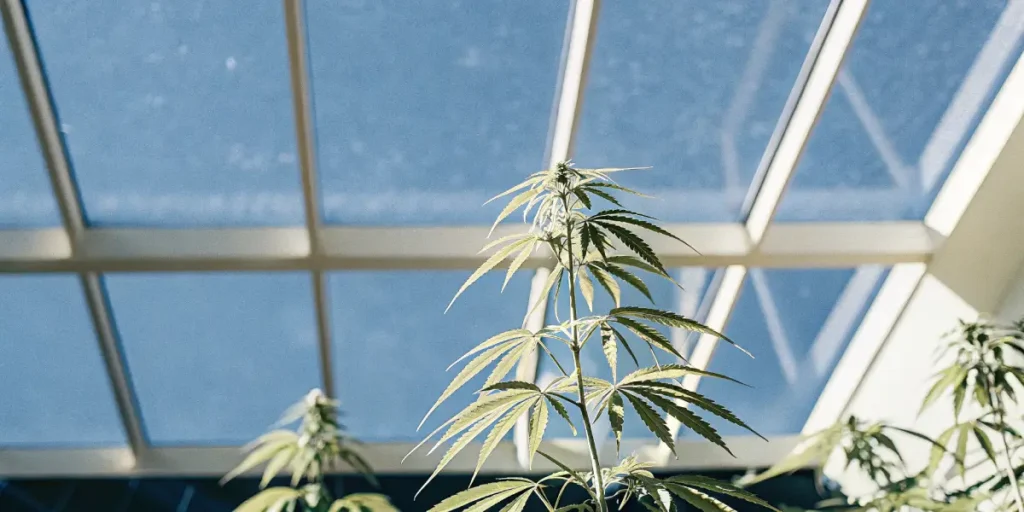 Cannabis plant with light green leaves under a clear blue sky through a greenhouse roof.