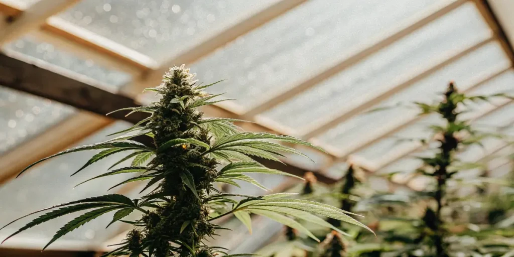 Close-up of a vibrant, budding cannabis plant under bright, diffused greenhouse light.